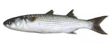 דג איכותי עשוי ספוג- אפור